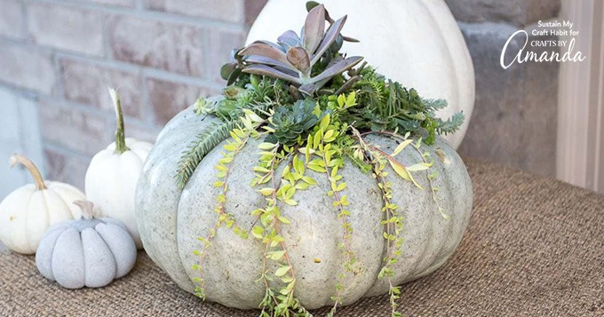 Succulent Pumpkin: how to make succulent pumpkins for fall!