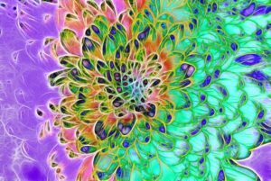 abstractpeacockchrysanthemum1000