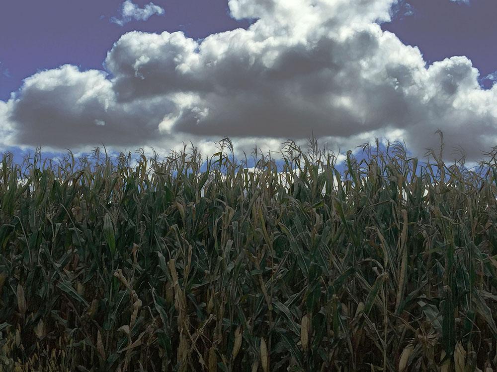 Goin Back a Few Years and Gettin Lost In The Corn