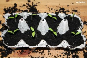 Growing-Seeds-in-Egg-Carton2