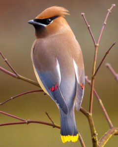 Cedar-Waxwing-Pictures