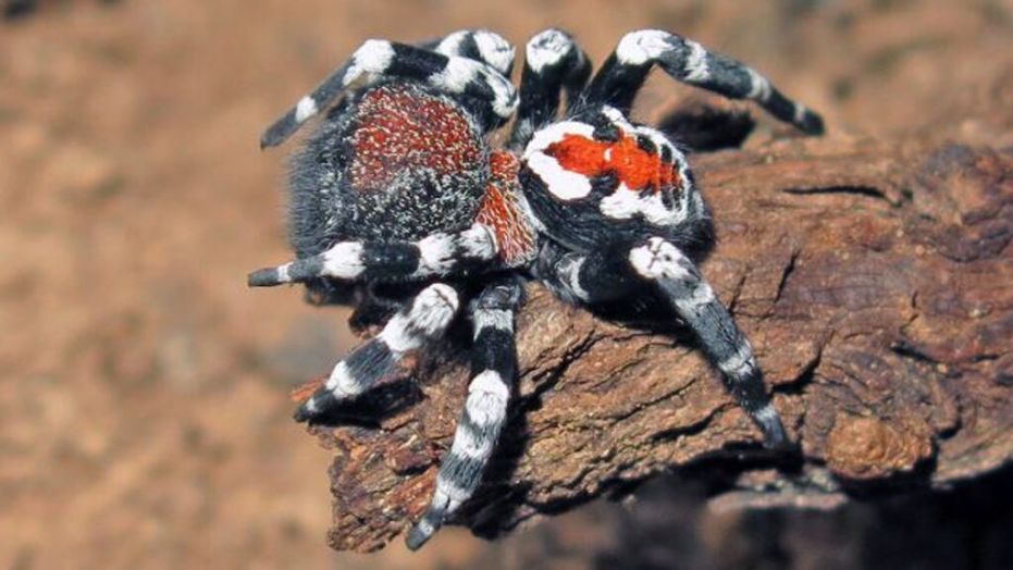 The ‘Joker’ Spider Is No Joke