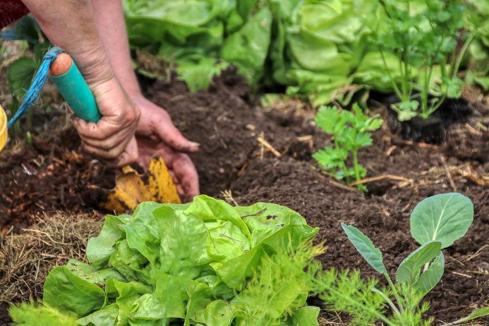 Gardening Hacks Every Gardner Should Know