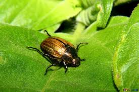 How to fend off Japanese Beetles