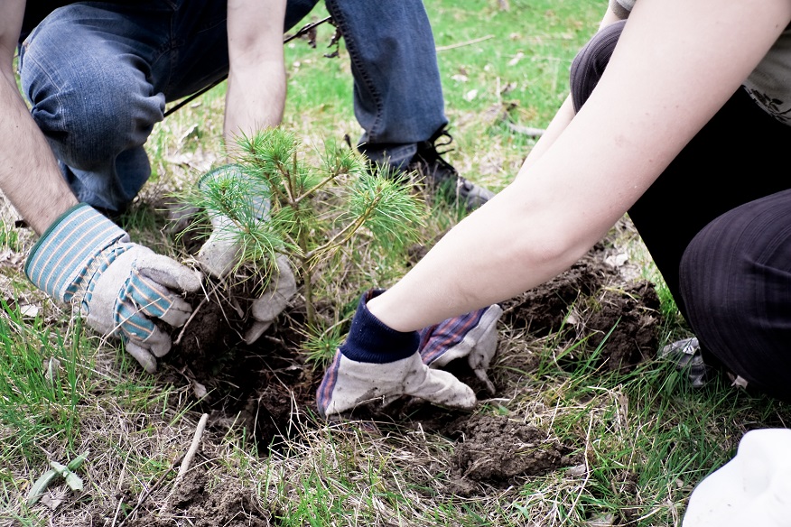 When Is The Best Time To Plant A Tree