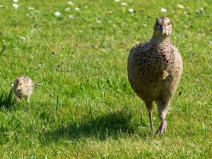 pheasant-2105473_960_720