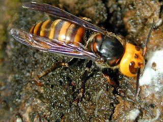 A Near Death Experience with a Japanese Murder Hornet