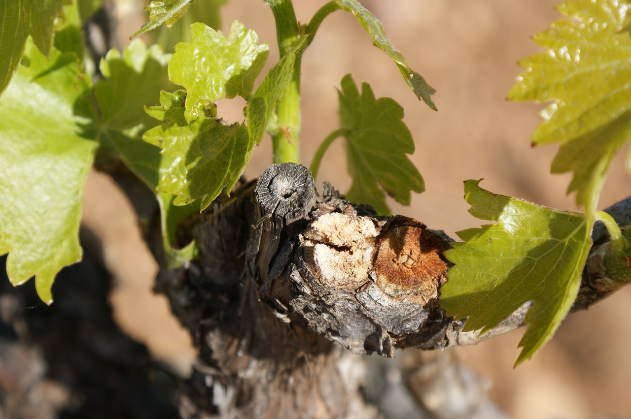 When To Prune Your Plants