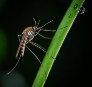 brown-and-black-mosquito-on-green-stem-macro-photography-1149668