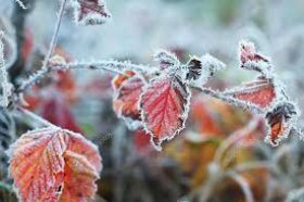 Storing Your Favorite Plants For Winter