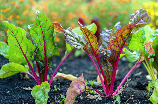 Wintertime Gardening