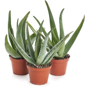 aloevera