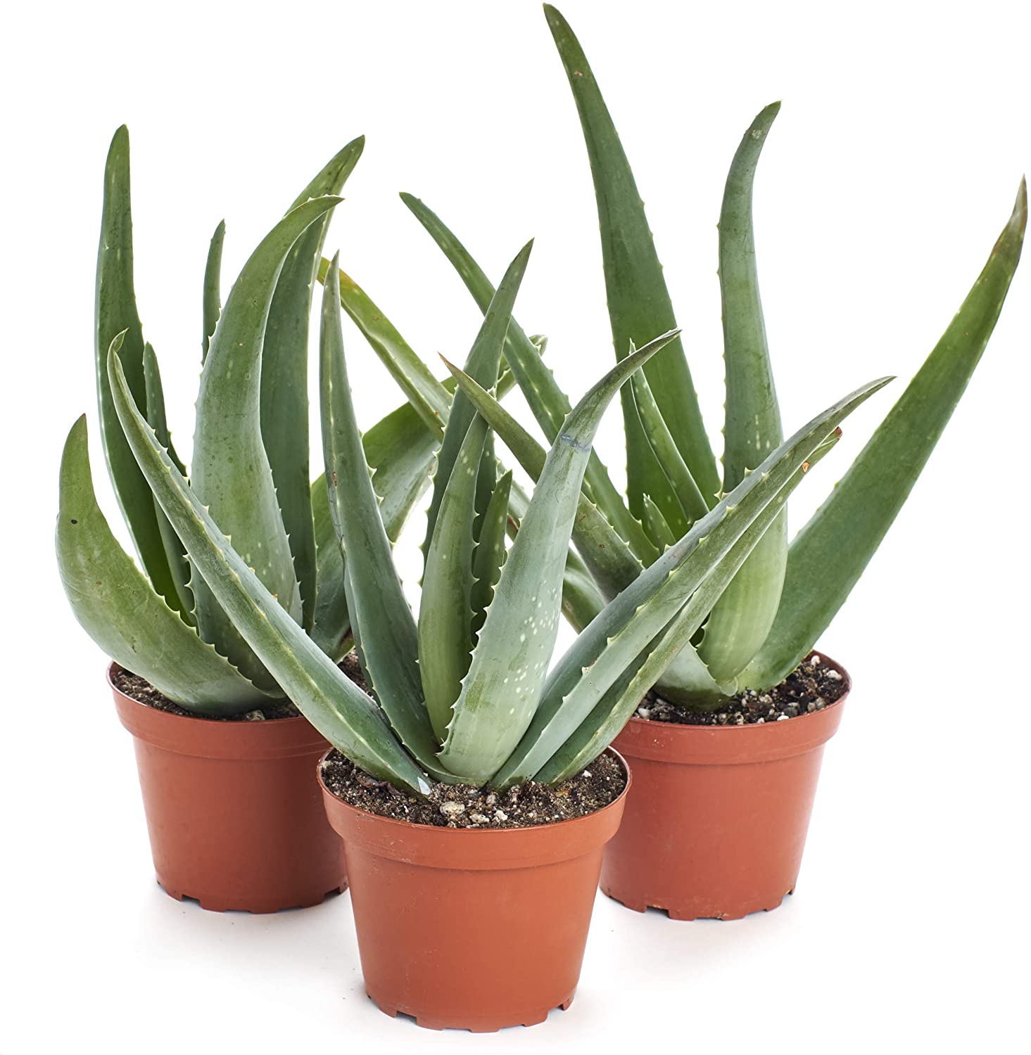 Benefits Of Aloe Vera