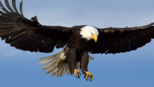 animals_hero_bald_eagle