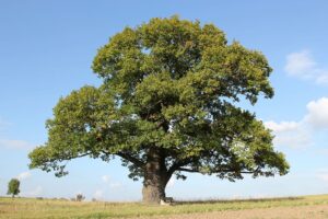 court-oak-oak-tree-old-oak