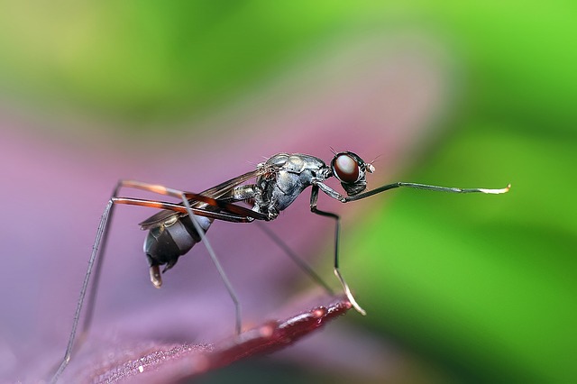 Footfall Of An Ant